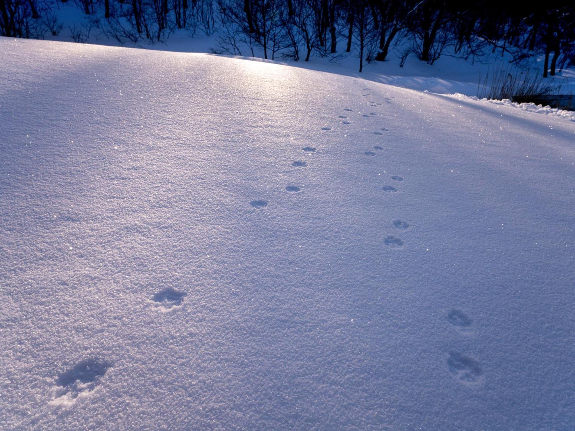 Tabist Sachinoyu Shiga Kogen Hotel Yamanouchi  Eksteriør billede